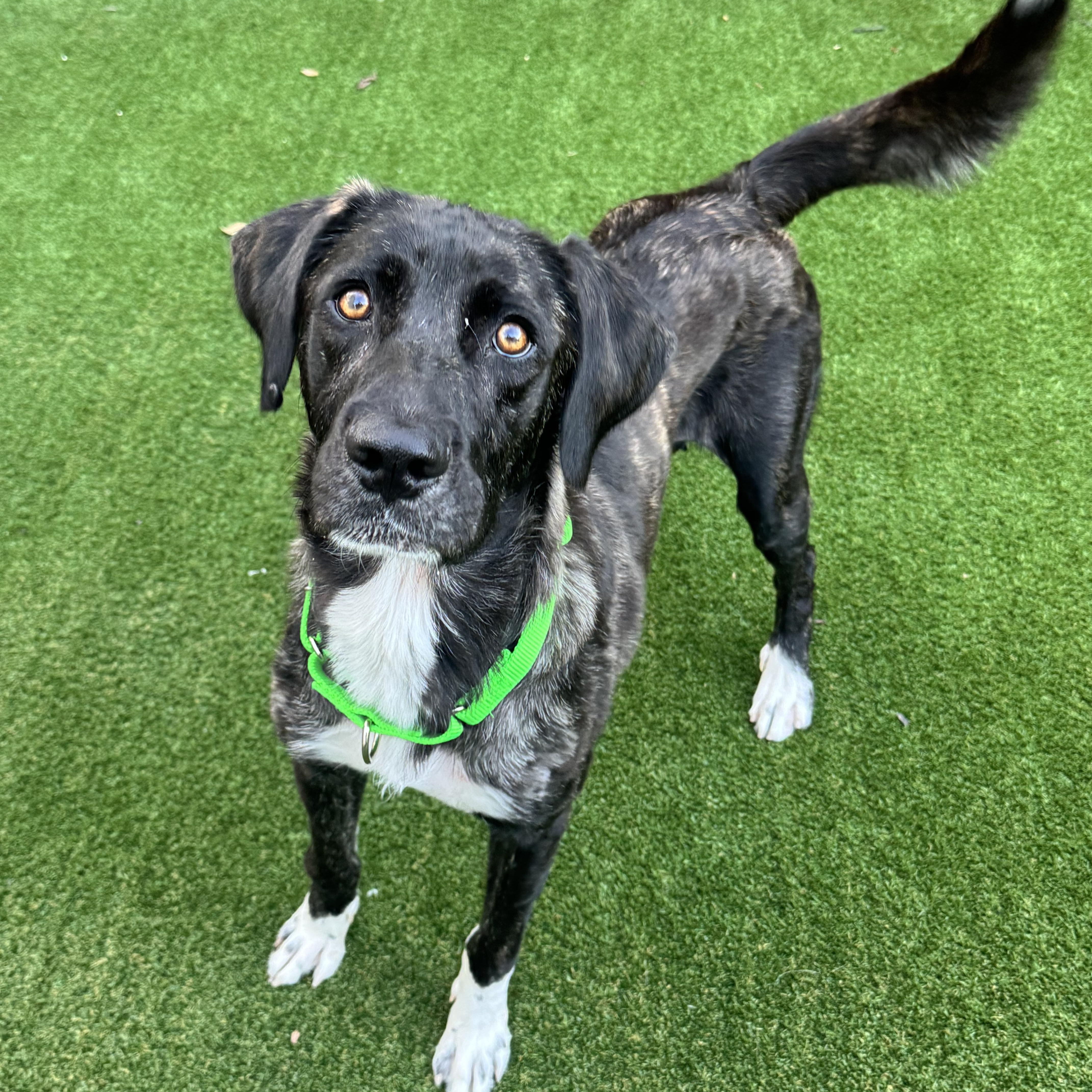 Enlarge Amber, a ADOPTABLE mixed breed in Houston, TX image 2/4