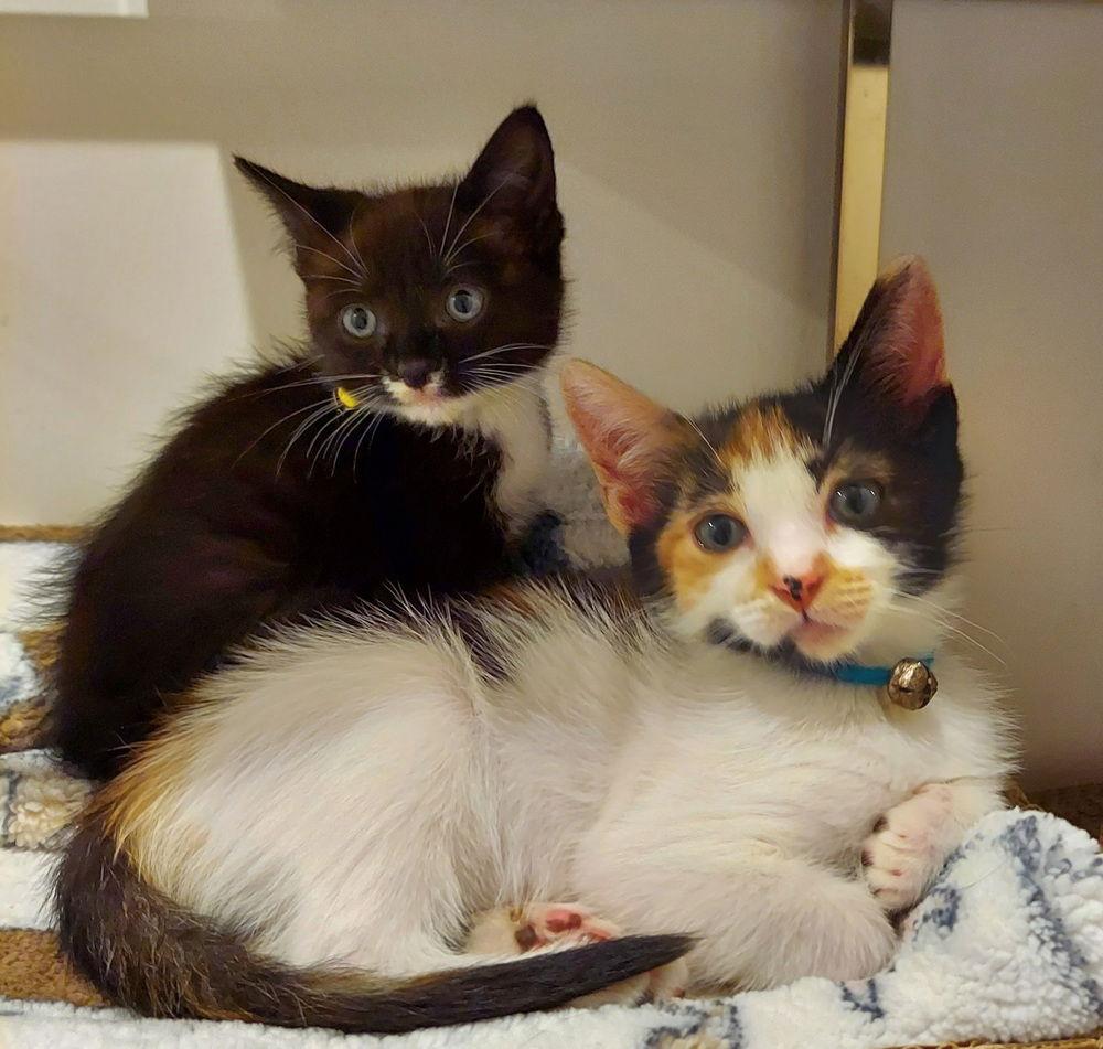 Eloise Boots, Adoptable, Kitten Female Domestic Medium Hair.