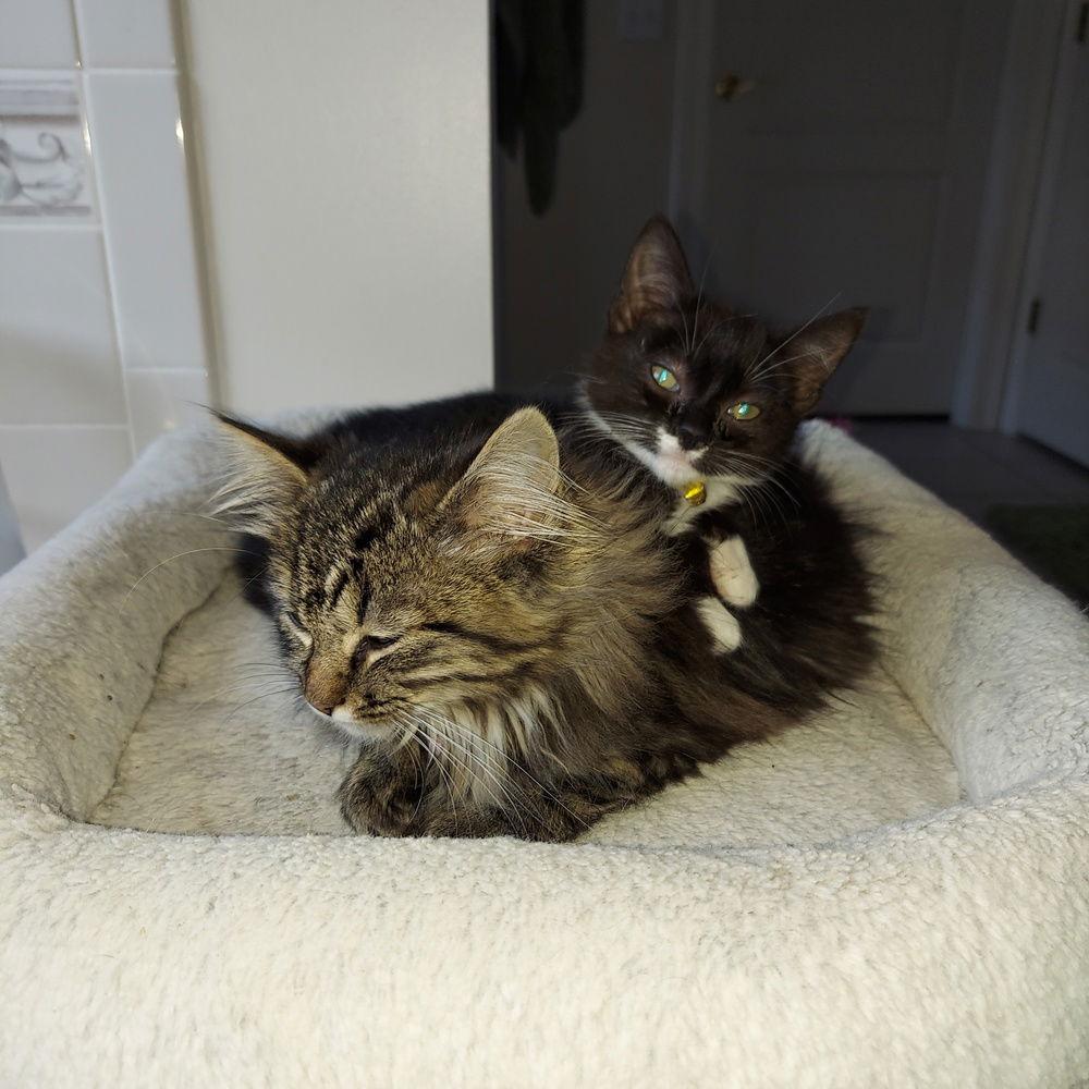 Enlarge Eloise Boots, a Adoptable Domestic Medium Hair in Panama city, FL image 2/3