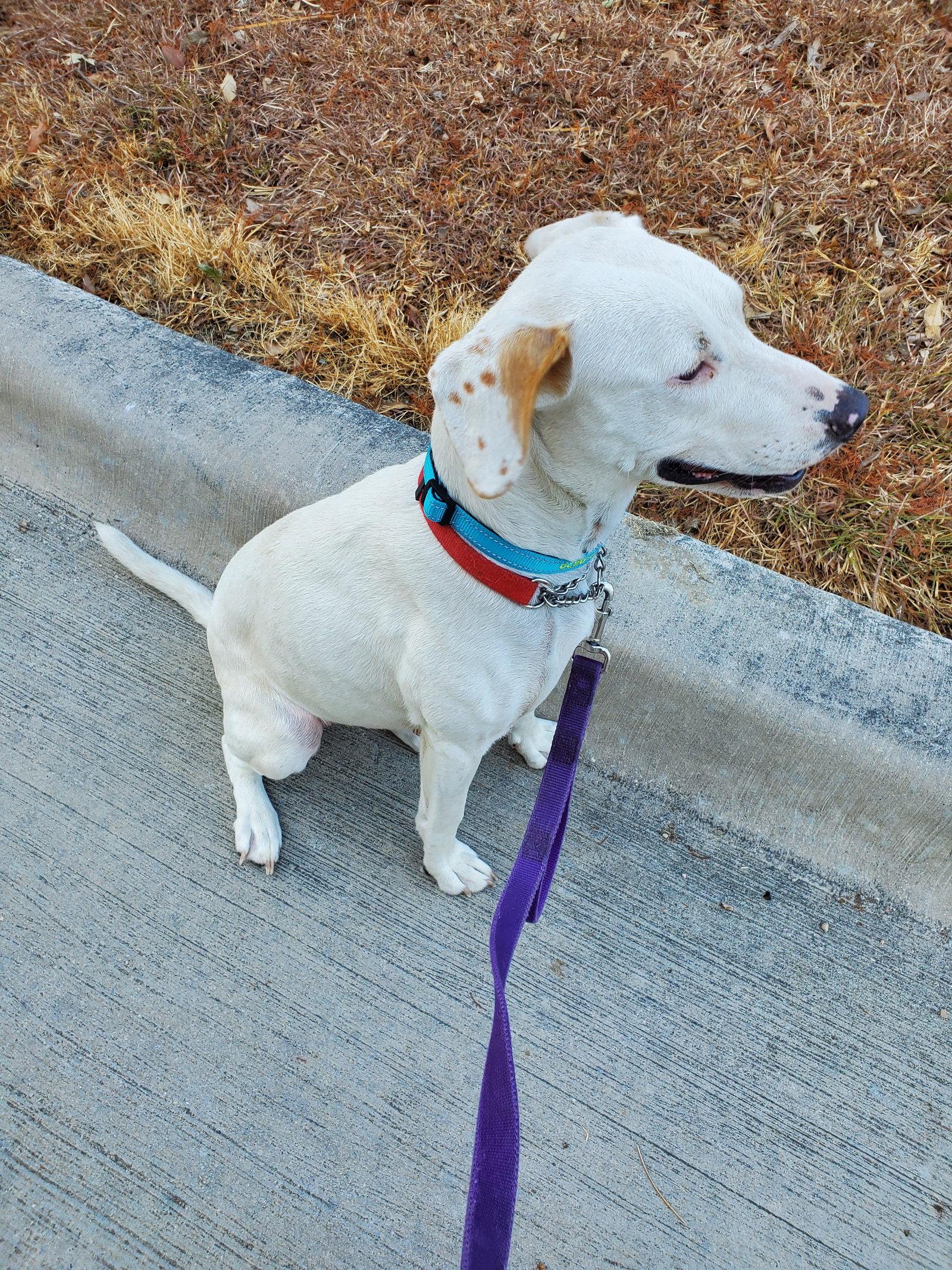 Enlarge Atty, a Adoptable Labrador Retriever in McKinney, TX image 1/2