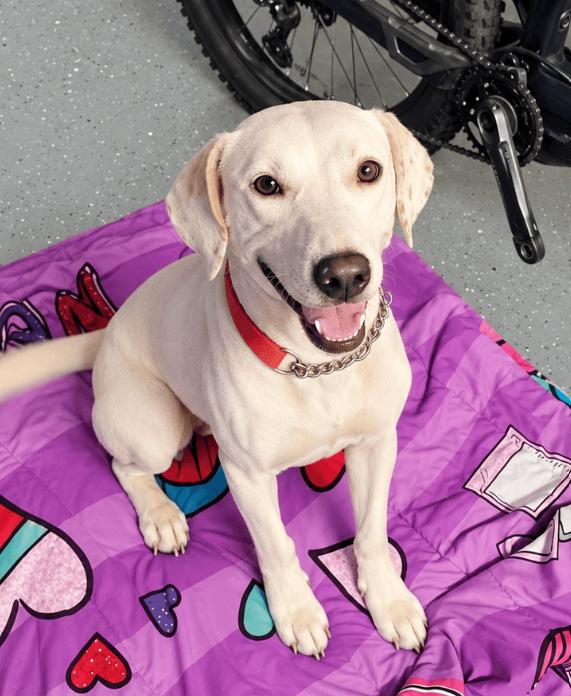 Enlarge Atty, a Adoptable Labrador Retriever in McKinney, TX image 2/2