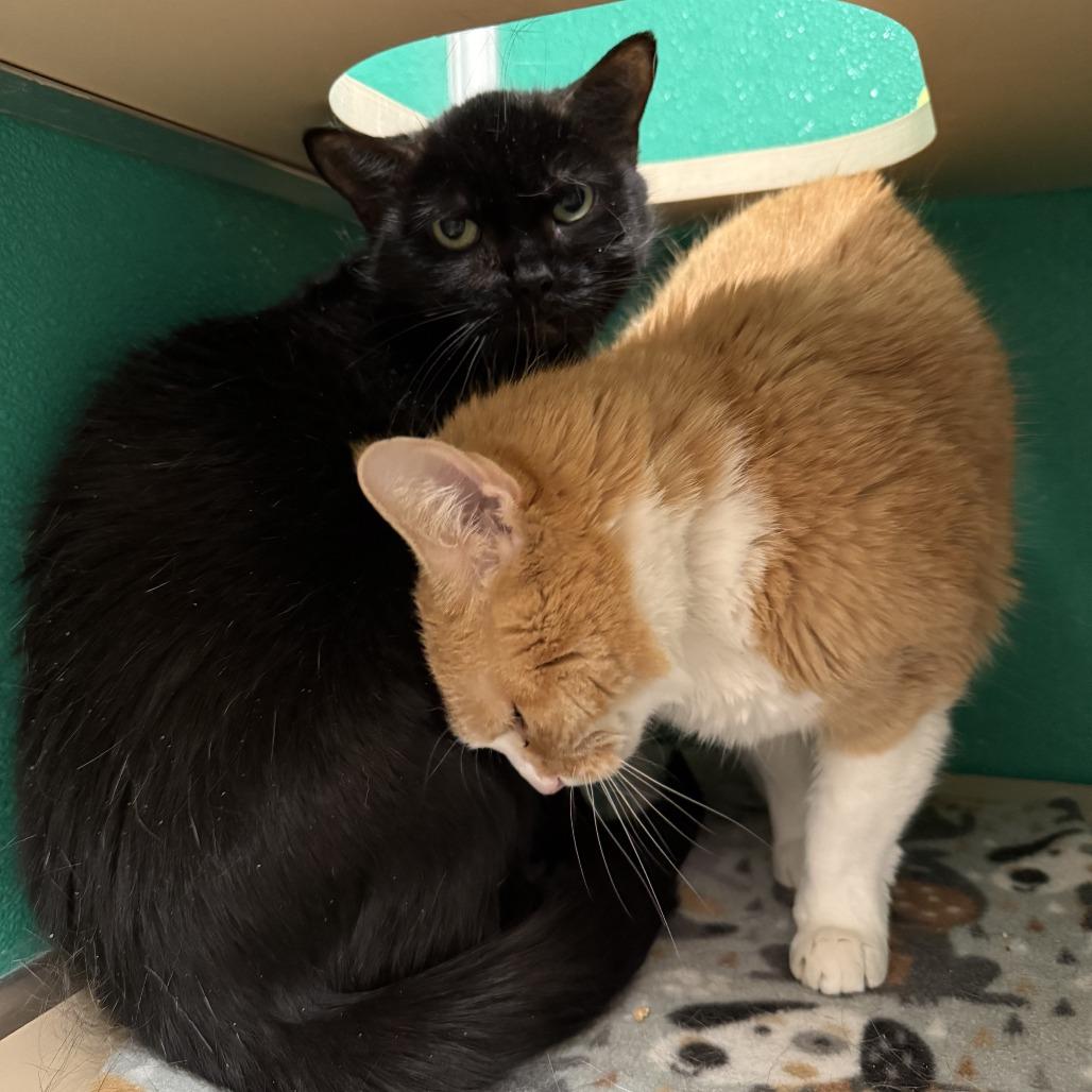 Georgia, Adoptable, Adult Female Domestic Short Hair.