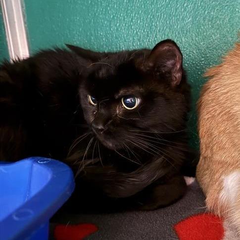 Enlarge Georgia, a Adoptable Domestic Short Hair in Tempe, AZ image 2/5