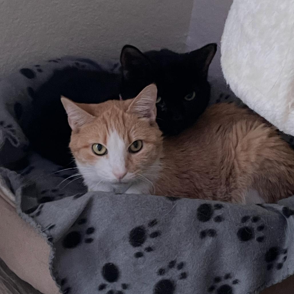 Enlarge Georgia, a Adoptable Domestic Short Hair in Tempe, AZ image 4/5