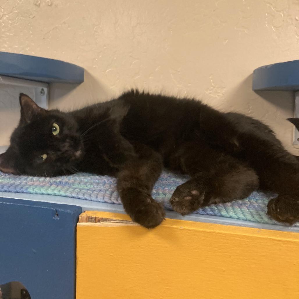 Enlarge Georgia, a Adoptable Domestic Short Hair in Tempe, AZ image 5/6