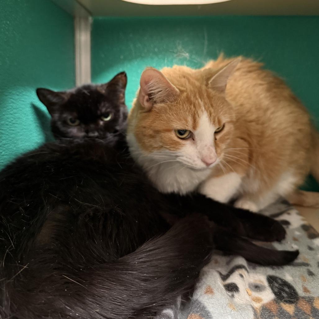 Enlarge Georgia, a Adoptable Domestic Short Hair in Tempe, AZ image 5/5