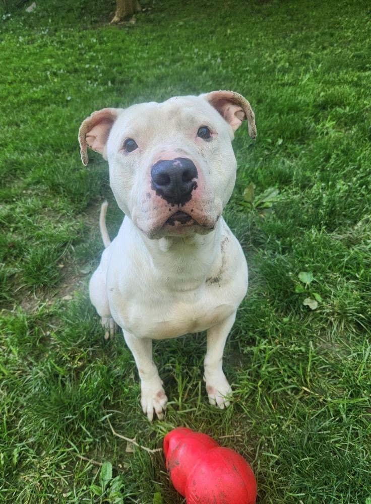 Cider, ADOPTABLE, Adult Male Pit Bull Terrier.
