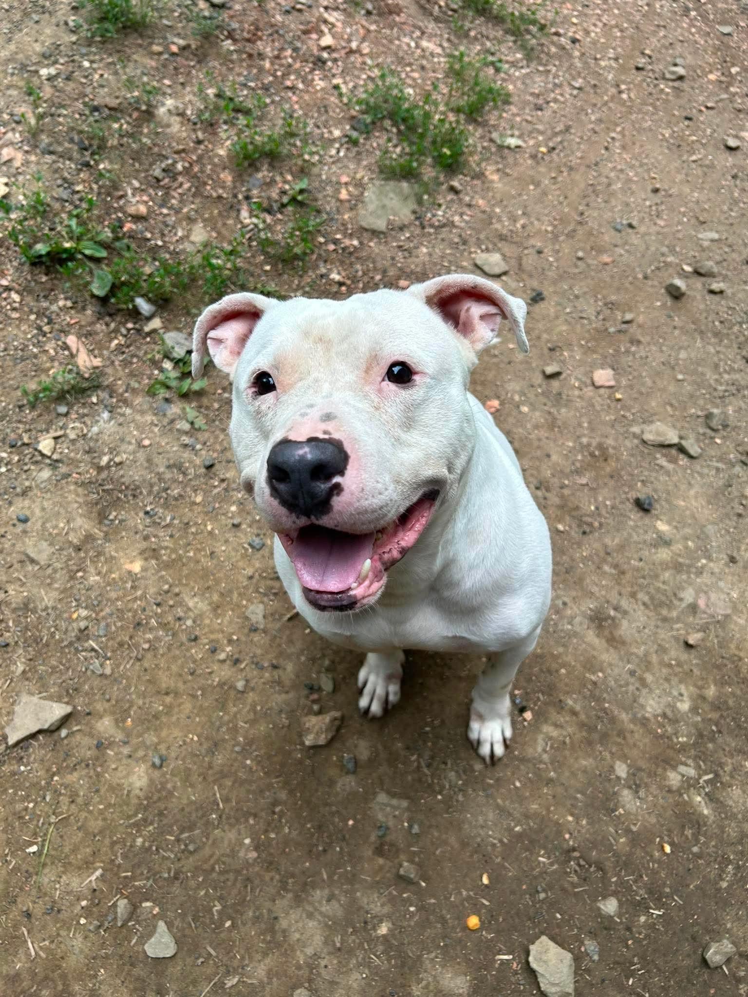 Enlarge Cider, a ADOPTABLE mixed breed in North Huntingdon, PA image 2/2