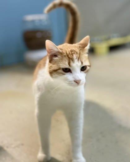 Enlarge Artemis, a Adoptable mixed breed in River Ridge, LA image 1/3