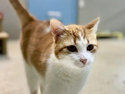 Enlarge Artemis, a Adoptable mixed breed in River Ridge, LA image 3/3