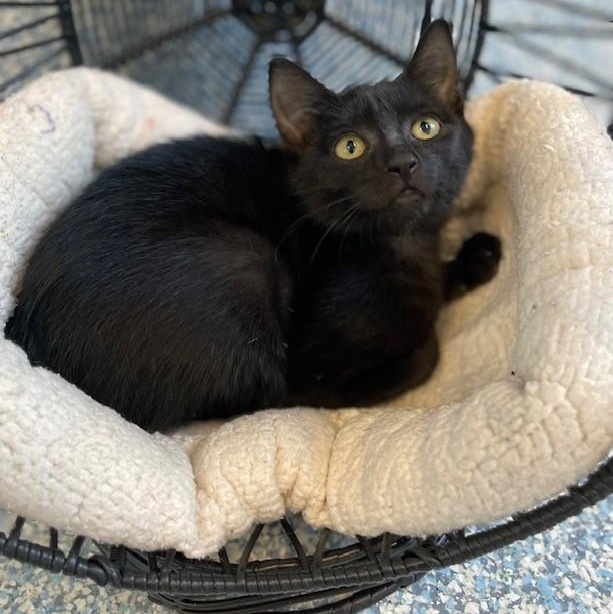 Enlarge Peppercorn, a ADOPTABLE Domestic Short Hair in Stafford, VA image 1/1