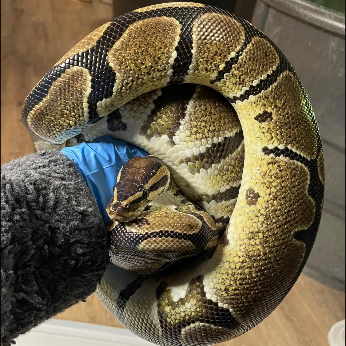 Enlarge Caitlyn, a Adoptable Ball Python in Durham, NC image 1/1