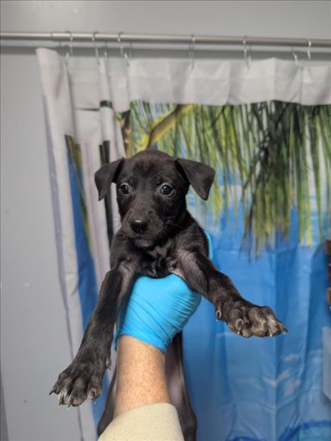 Enlarge COSMA, a Adoptable mixed breed in Olivehurst, CA image 1/1