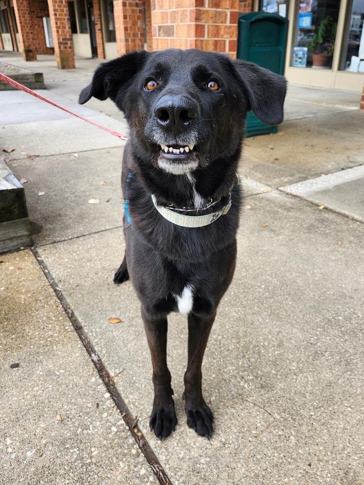 Taki, a Adoptable mixed breed in Milton, DE image 1/6