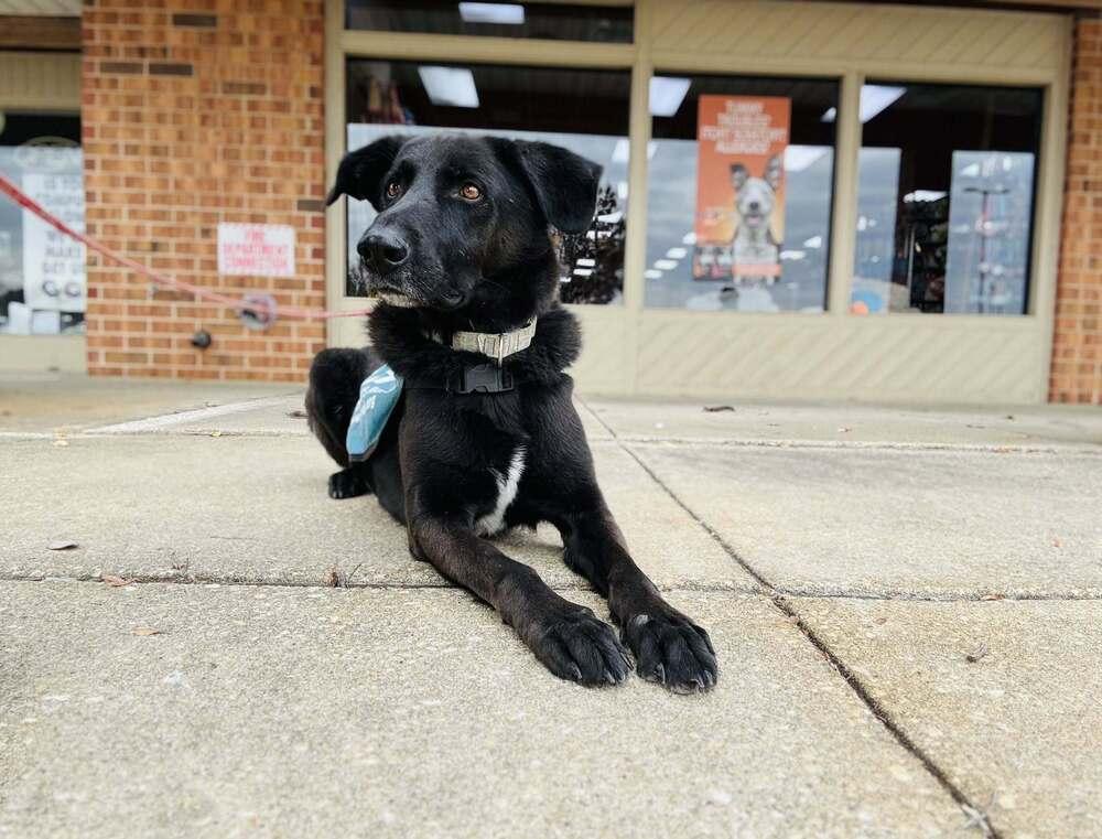 Taki, a Adoptable mixed breed in Milton, DE image 2/6