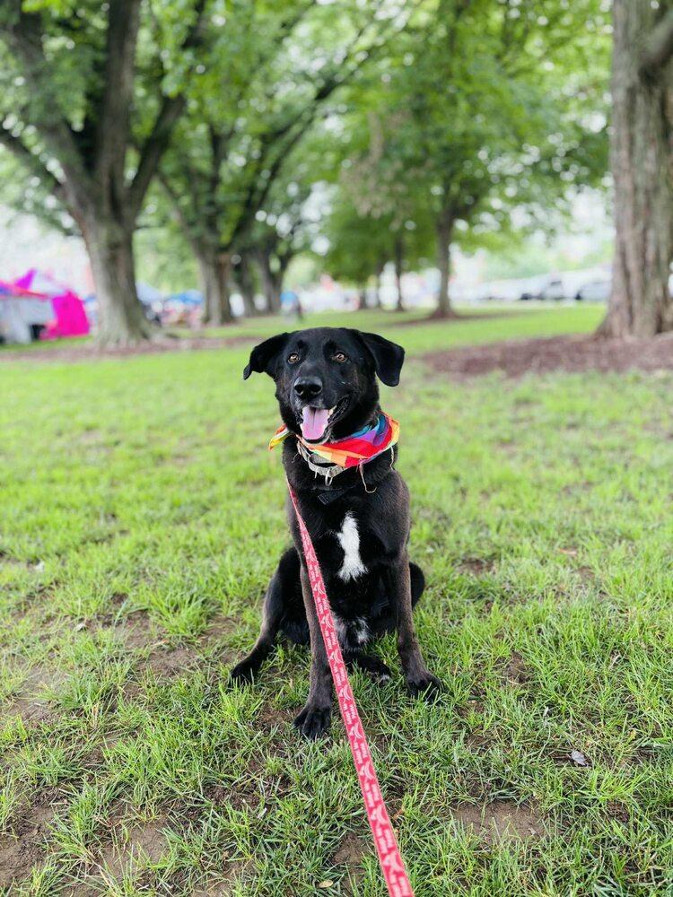 Taki, a Adoptable mixed breed in Milton, DE image 3/6