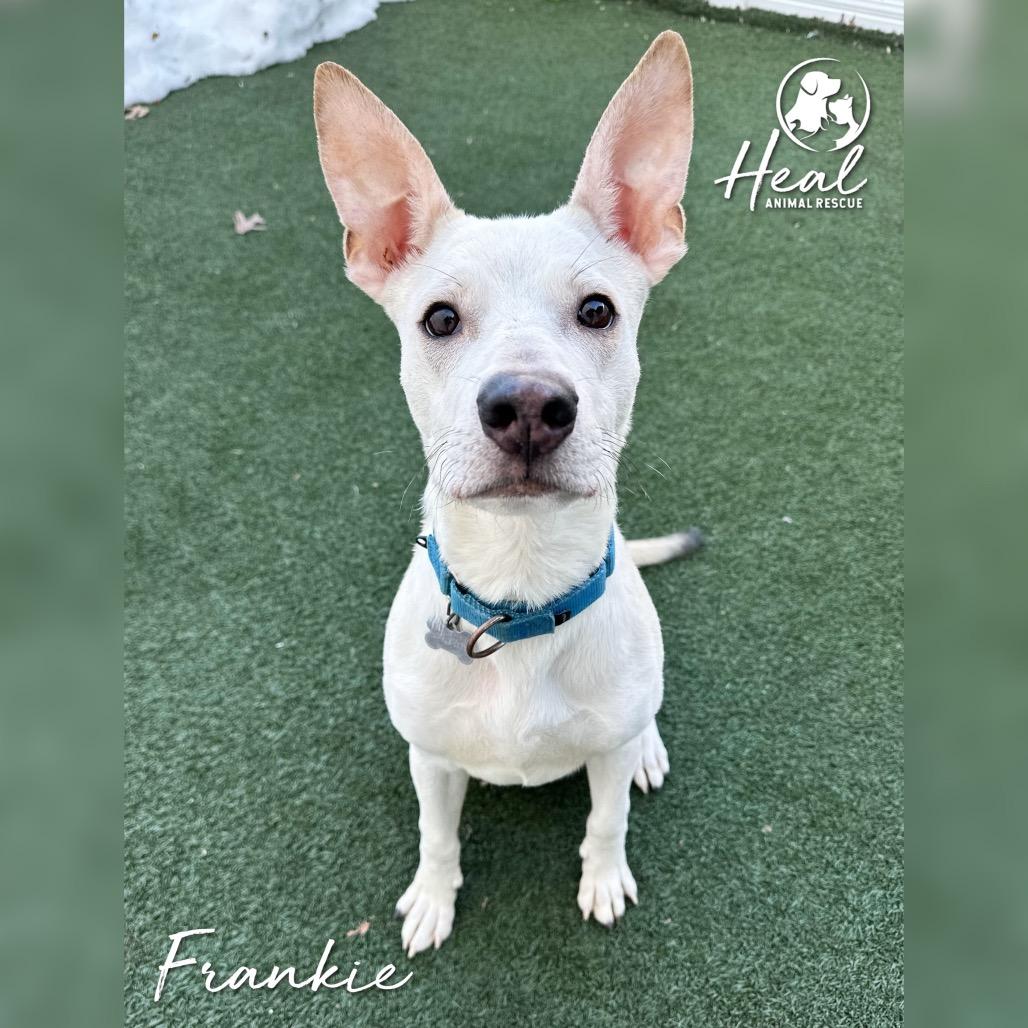 Frankie, a Adoptable Mixed Breed in Youngwood, PA image 2/3