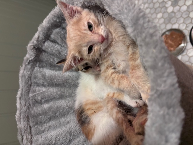 Enlarge Cinnamon, a Adopted Domestic Short Hair in Pacific Palisades, CA image 4/5