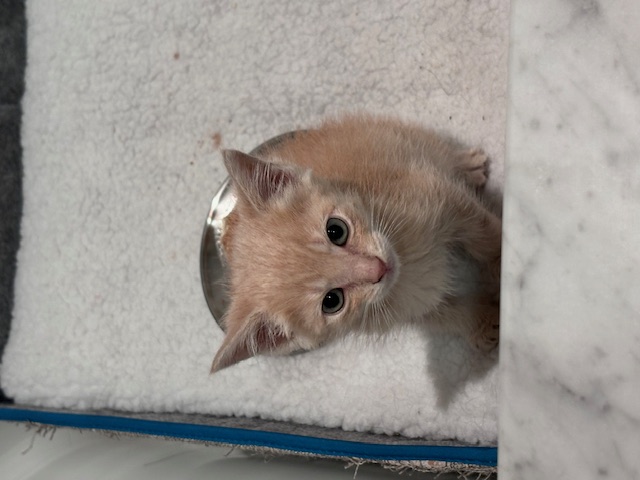 Enlarge Cinnamon, a Adopted Domestic Short Hair in Pacific Palisades, CA image 5/5