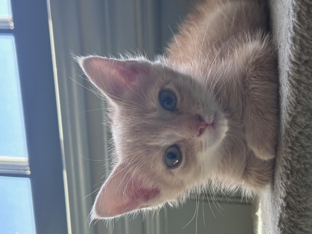 Enlarge Cinnamon, a Adopted Domestic Short Hair in Pacific Palisades, CA image 1/5