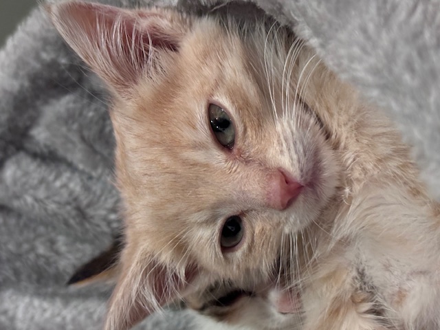 Enlarge Cinnamon, a Adopted Domestic Short Hair in Pacific Palisades, CA image 2/5