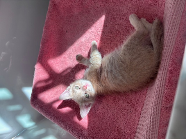 Enlarge Cinnamon, a Adopted Domestic Short Hair in Pacific Palisades, CA image 3/5