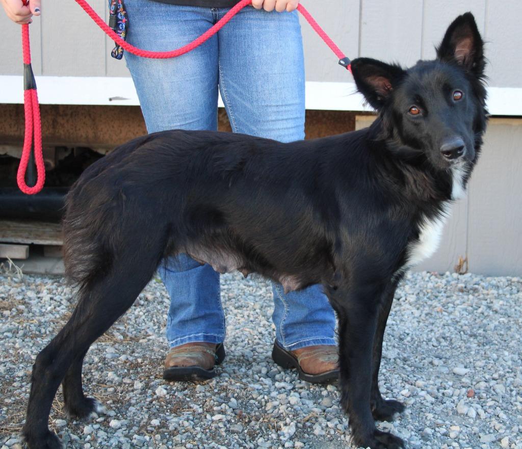 Enlarge Jasmine, a Adoptable mixed breed in Vacaville, CA image 1/1