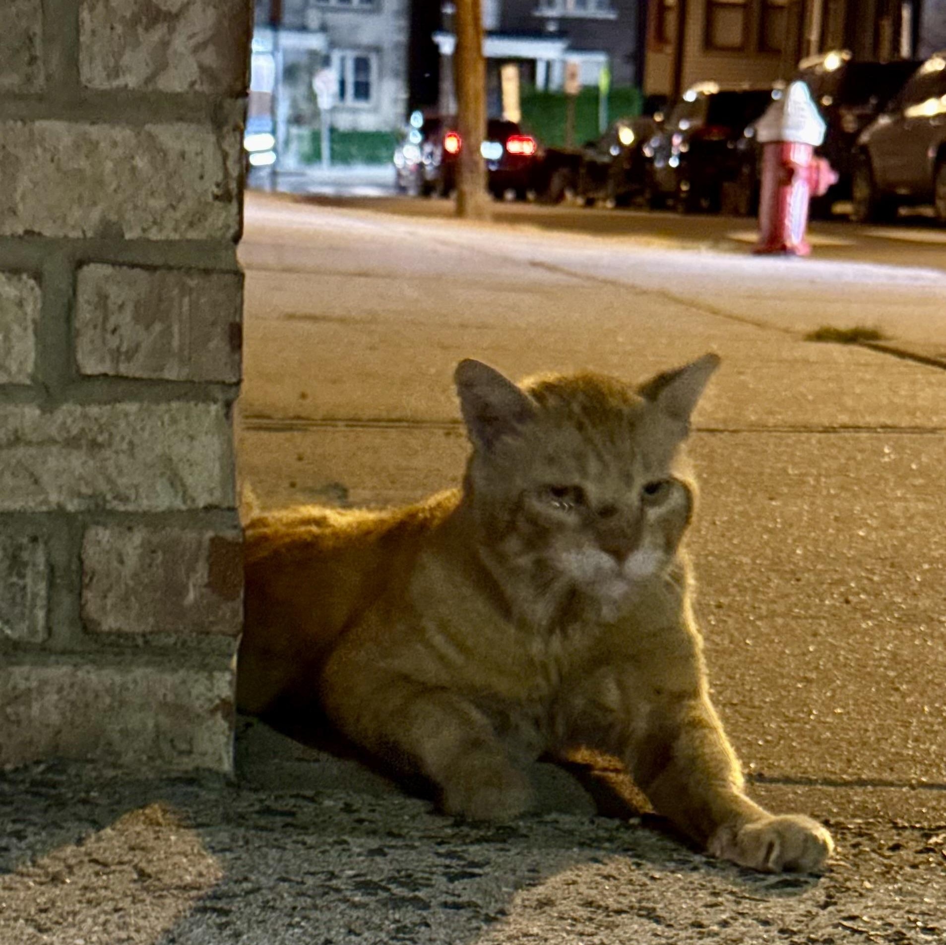 Enlarge Crash, a Adoptable Domestic Short Hair in Jersey City, NJ image 2/5