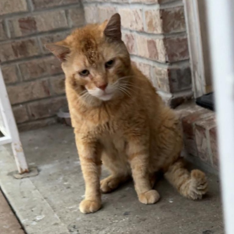Enlarge Crash, a Adoptable Domestic Short Hair in Jersey City, NJ image 3/5