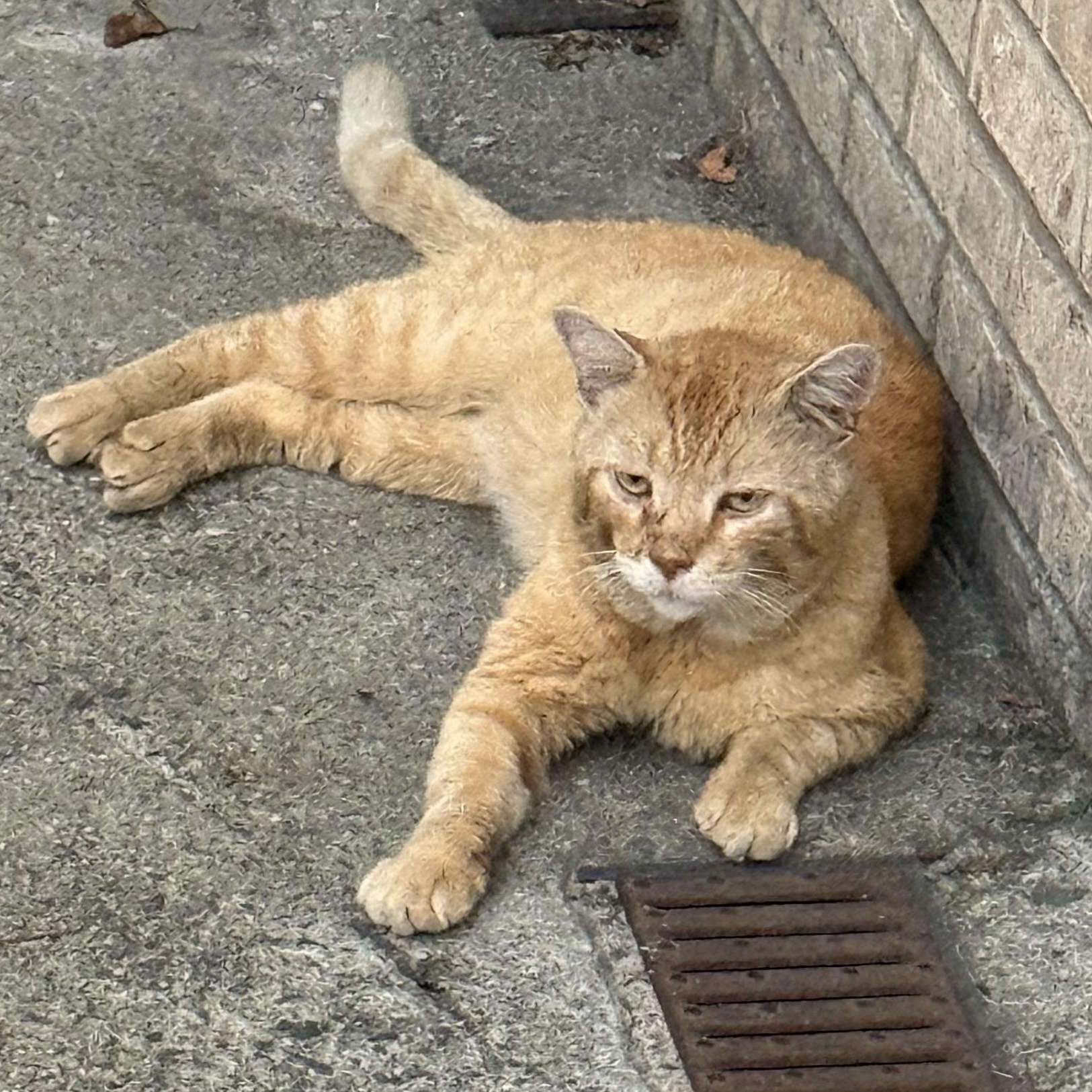 Enlarge Crash, a Adoptable Domestic Short Hair in Jersey City, NJ image 4/5