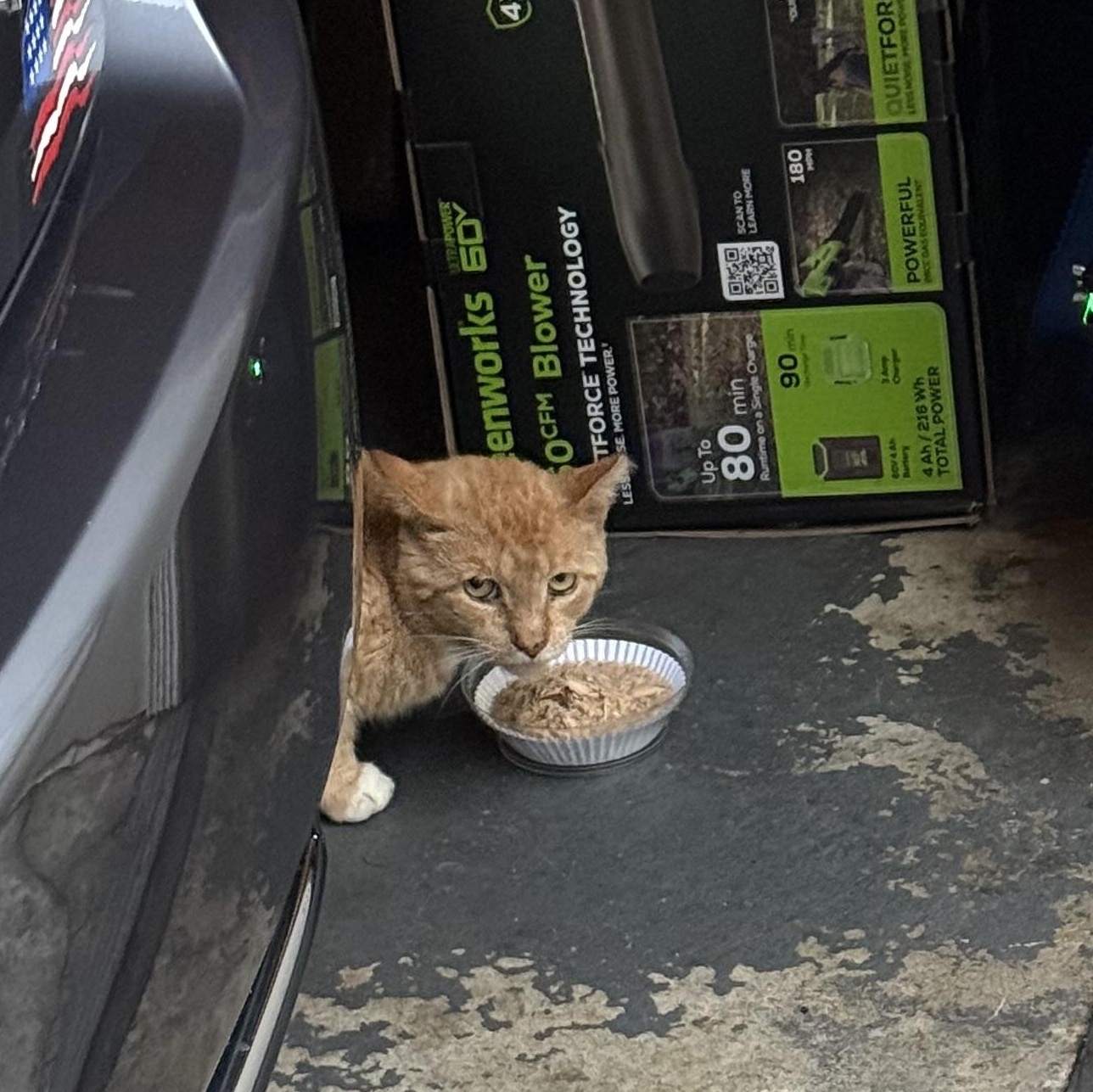 Enlarge Crash, a Adoptable Domestic Short Hair in Jersey City, NJ image 5/5