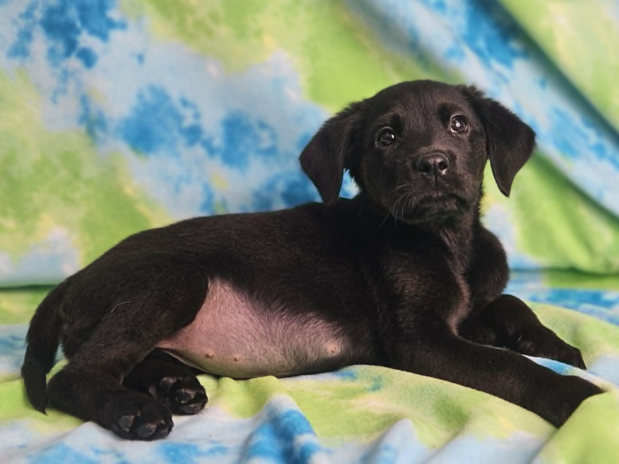 BiscuitsNGravy, Adoptable, Puppy Female Rottweiler & Golden Retriever.