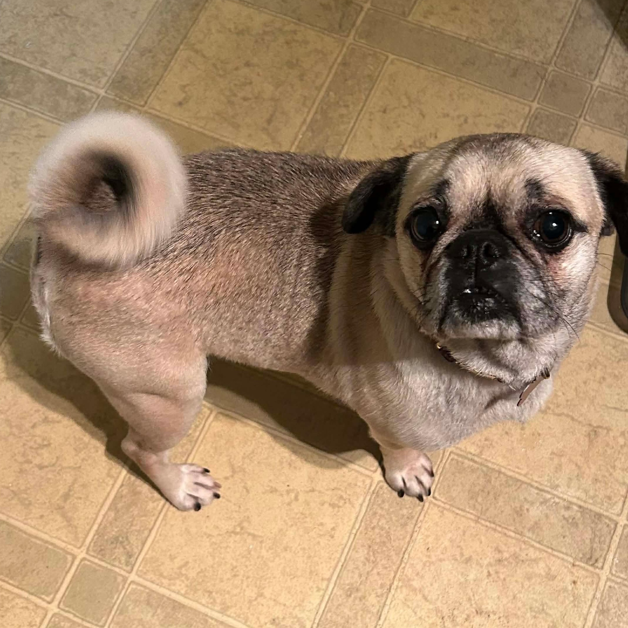 Tootsie, ADOPTABLE, Adult Female Pug.
