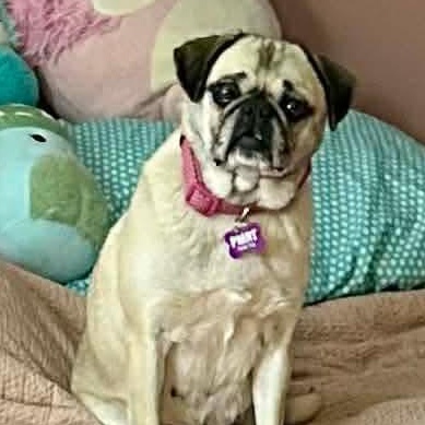 Tootsie, an adoption pending Pug in Rochester, NY image 4/6