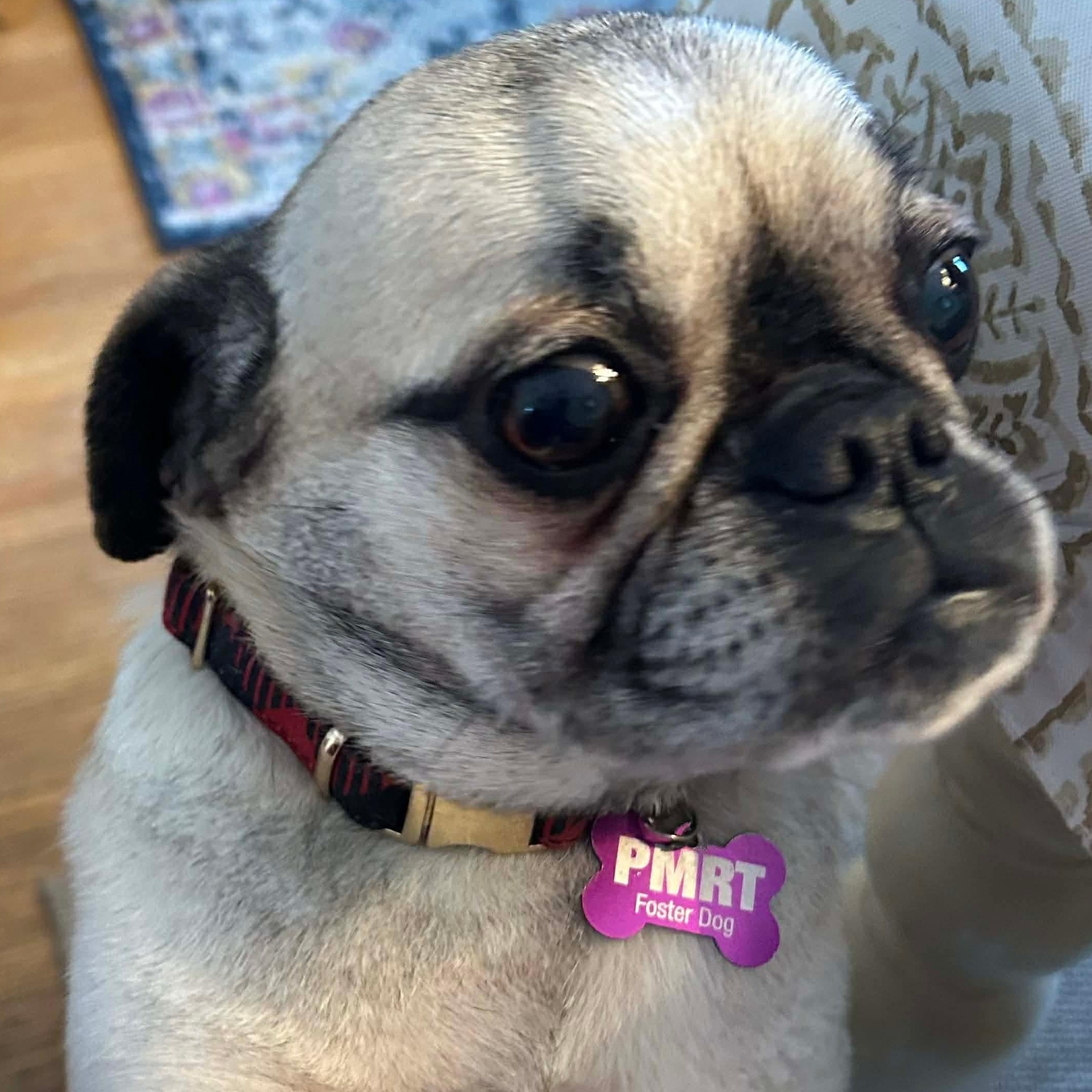 Tootsie, an adoption pending Pug in Rochester, NY image 3/6