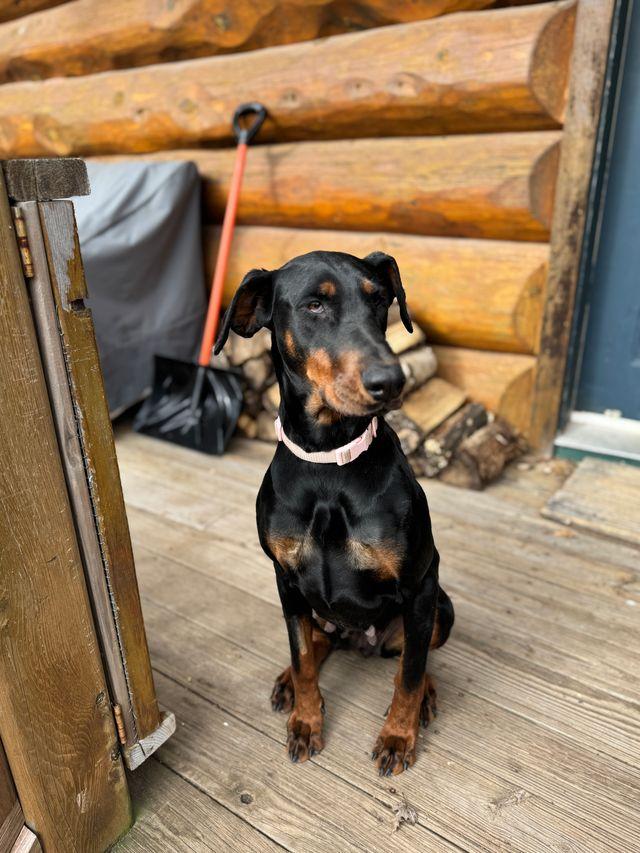 Enlarge Shawna, a Adopted Doberman Pinscher in Minneapolis, MN image 1/3