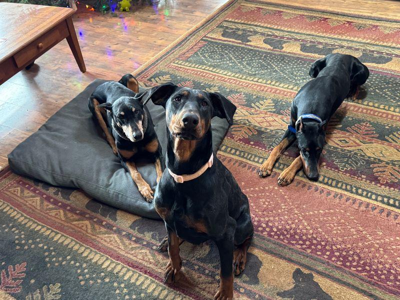 Enlarge Shawna, a Adopted Doberman Pinscher in Minneapolis, MN image 2/3