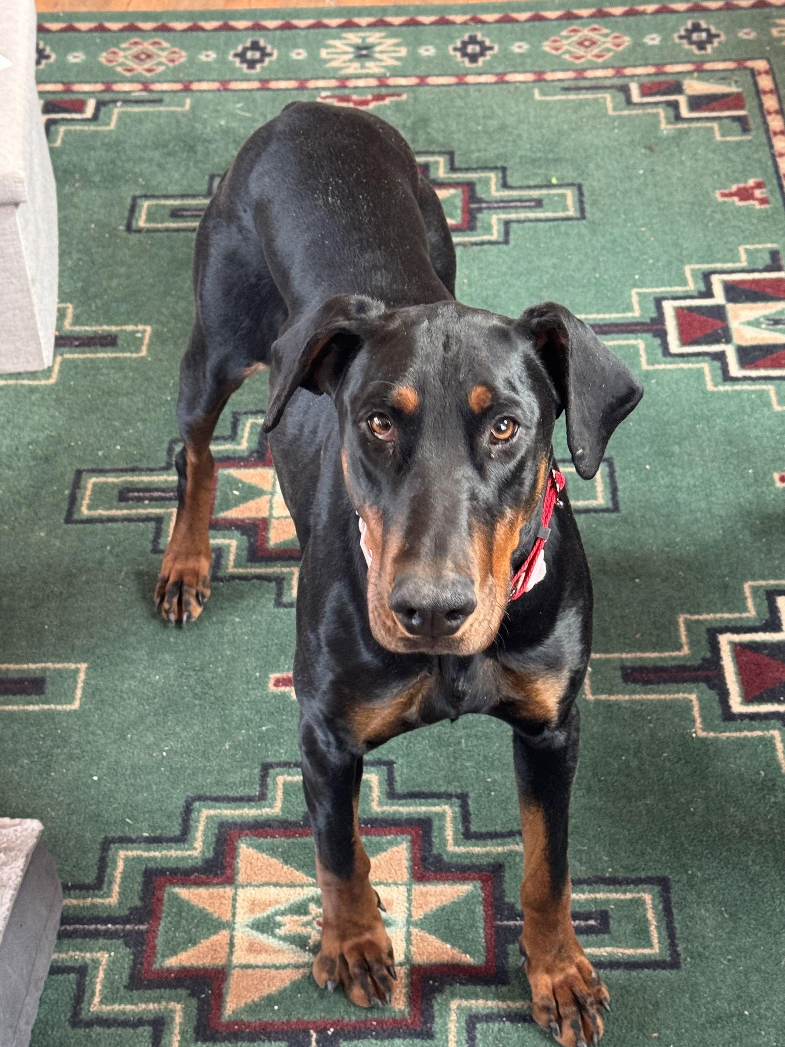 Enlarge Shawna, a Adopted Doberman Pinscher in Minneapolis, MN image 3/3
