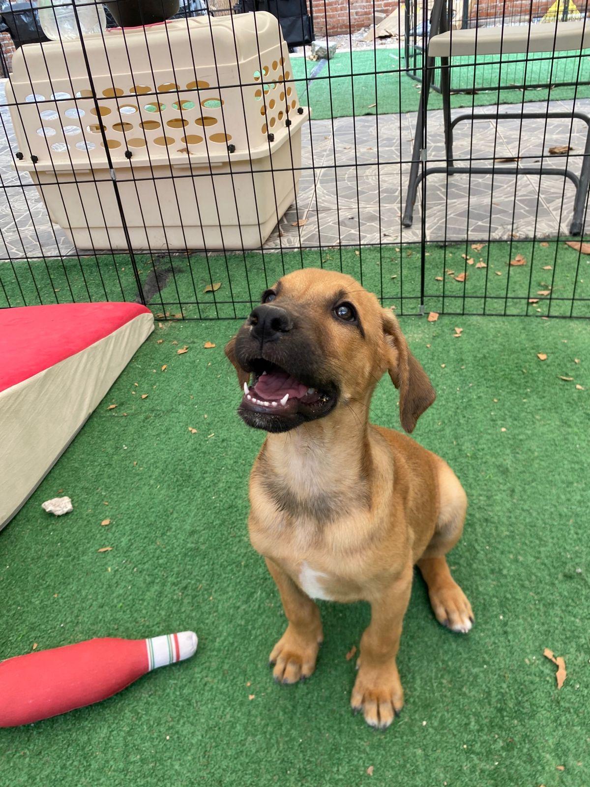 Enlarge Anthony Bridgerton, a Adoptable mixed breed in Bellingham, WA image 3/6