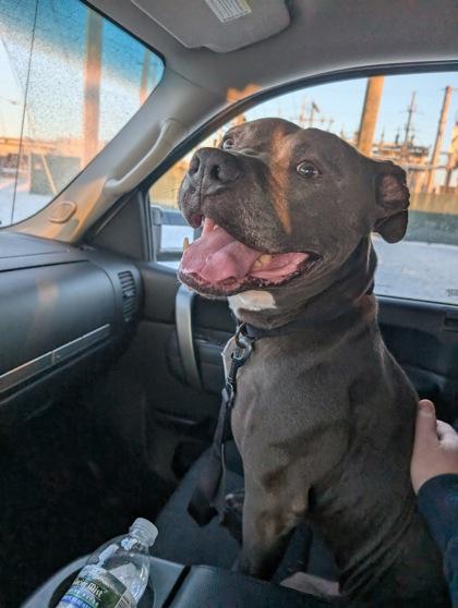 Enlarge Whalebert (in foster), a Adoptable mixed breed in Fishers, IN image 1/3