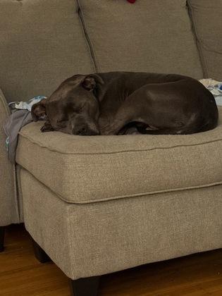 Enlarge Whalebert (in foster), a Adoptable mixed breed in Fishers, IN image 3/3