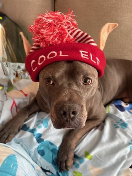 Whalebert (in foster), Adoptable, Adult Male Pit Bull Terrier & Mixed Breed.