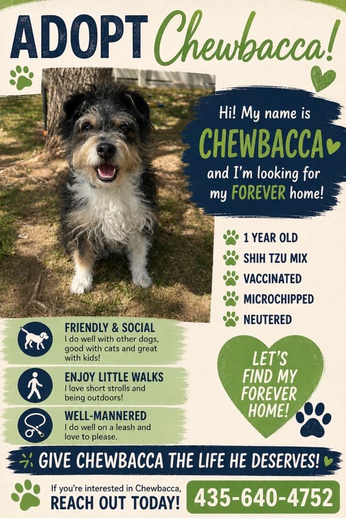 Enlarge Chewbacca, a Adoptable mixed breed in Heber City, UT image 1/1