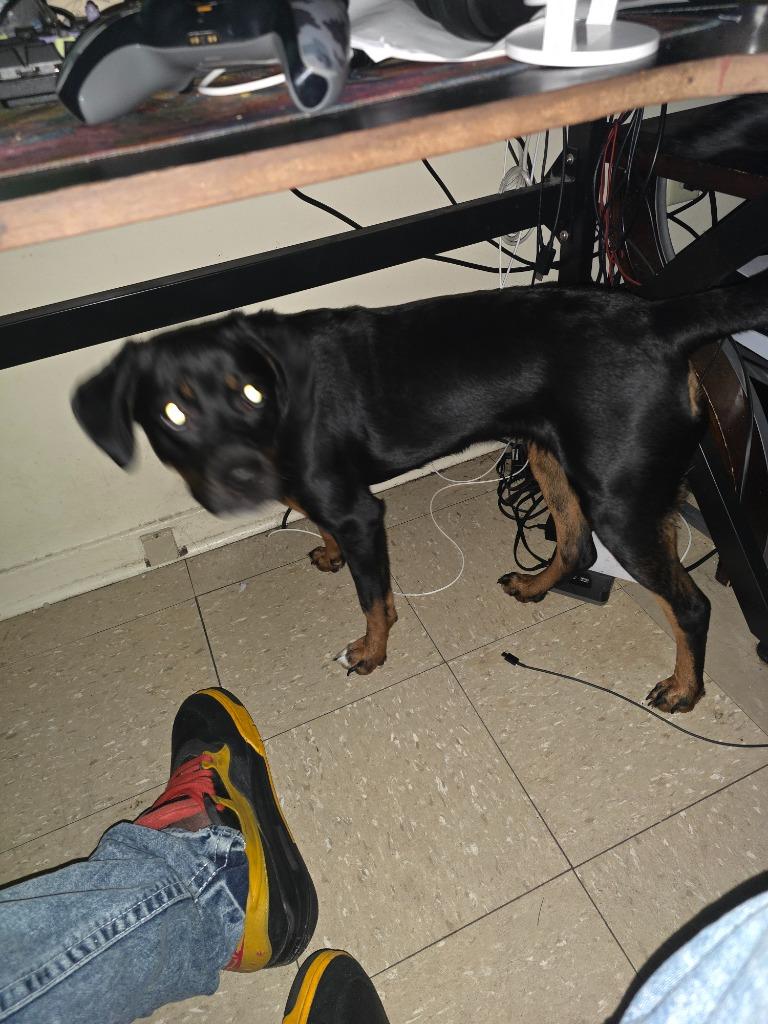 Star **COURTESY LISTING**, Adoptable, Puppy Female Rottweiler & Labrador Retriever.