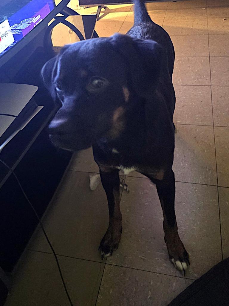 Enlarge Star **COURTESY LISTING**, a Adoptable mixed breed in Peru, NY image 2/3