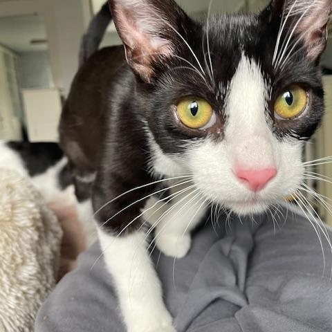 Runty - female teen kitten, a Adoptable Tuxedo in San Carlos, CA image 4/4