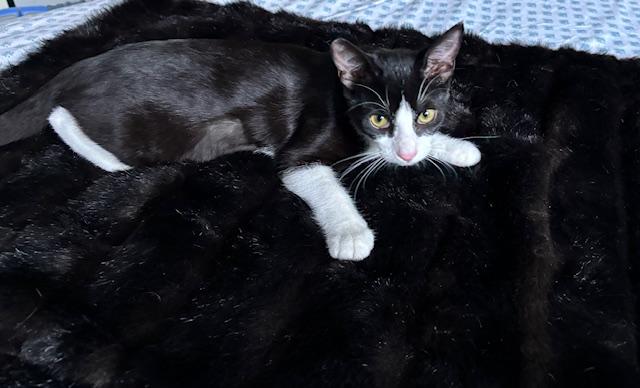 Runty - female teen kitten, a Adoptable Tuxedo in San Carlos, CA image 3/4