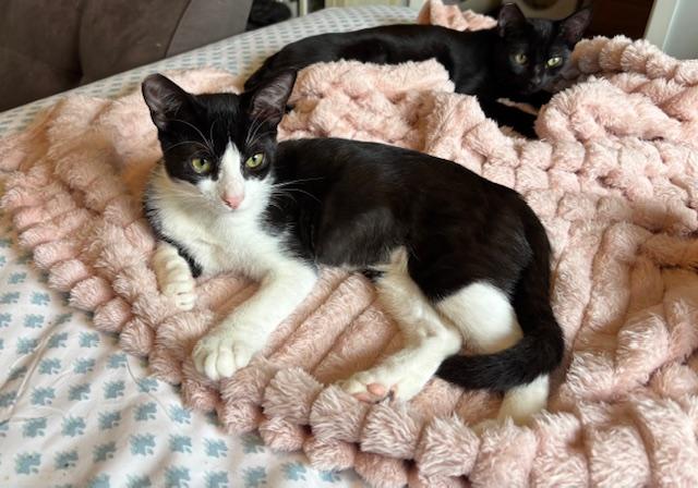 Runty - female teen kitten, Adoptable, Young Male Tuxedo.