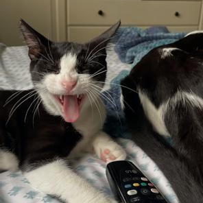 Runty - female teen kitten, a Adoptable Tuxedo in San Carlos, CA image 2/4