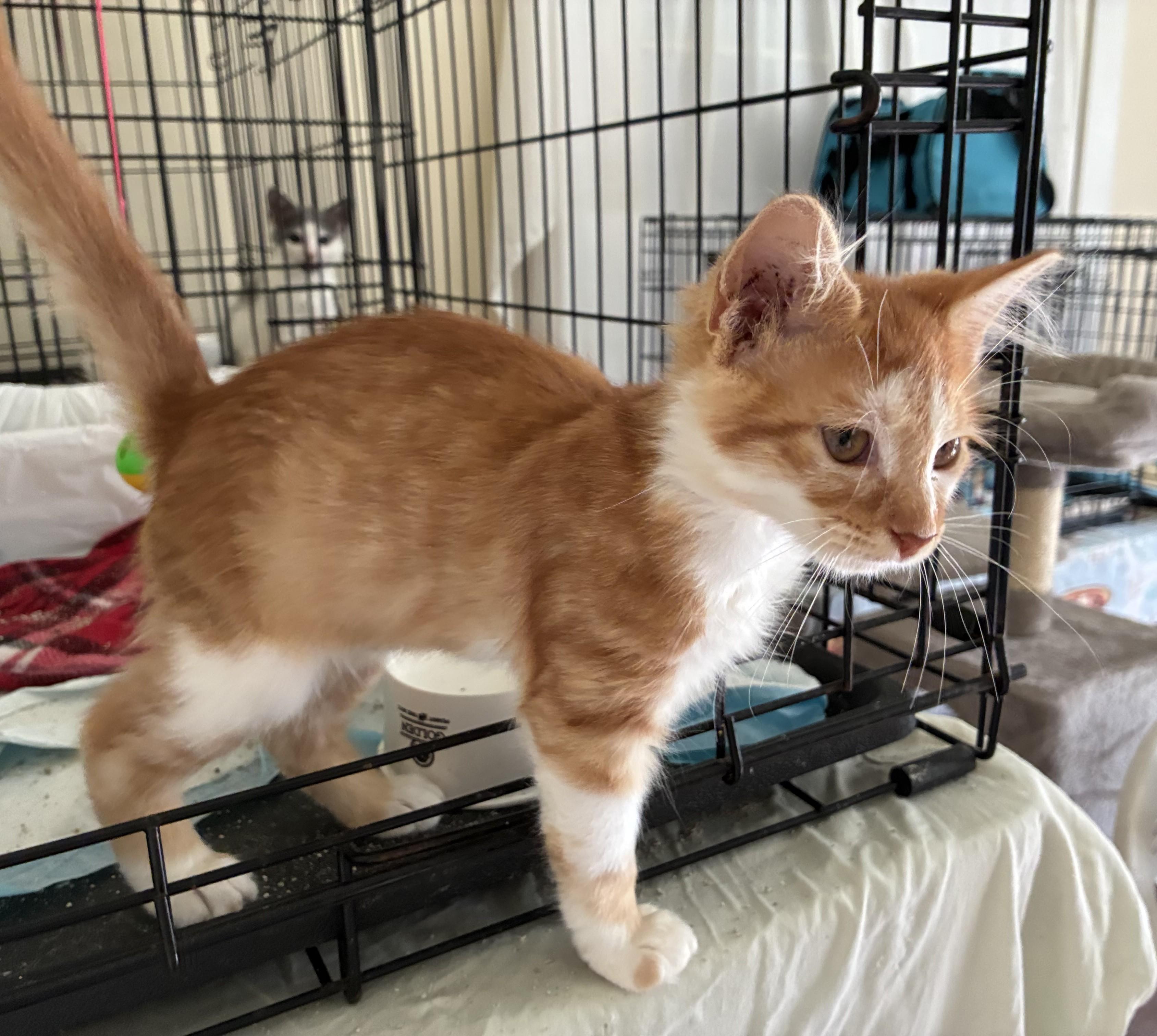 Enlarge Ginger, a Adopted mixed breed in Dawson, GA image 2/3